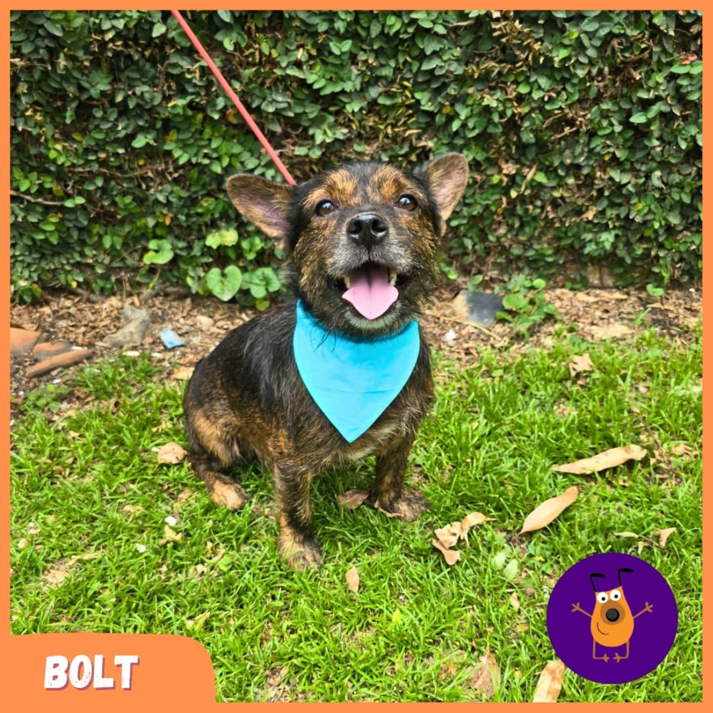 Bolt