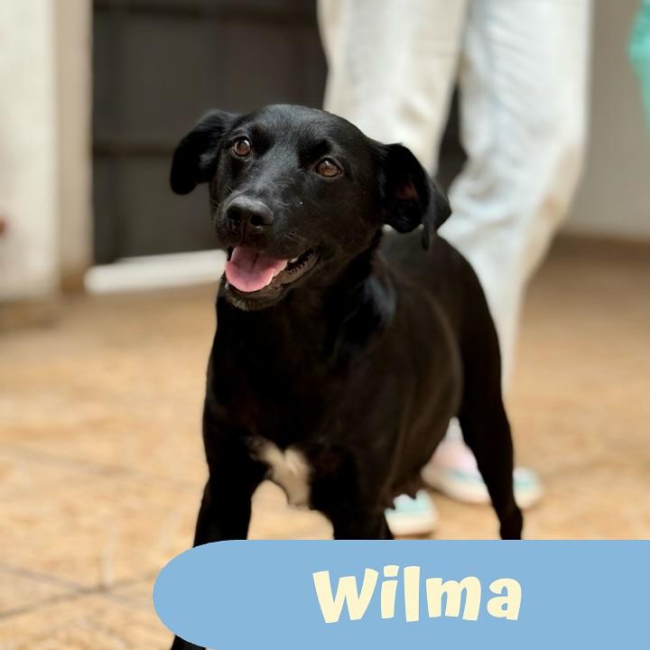 Wilma