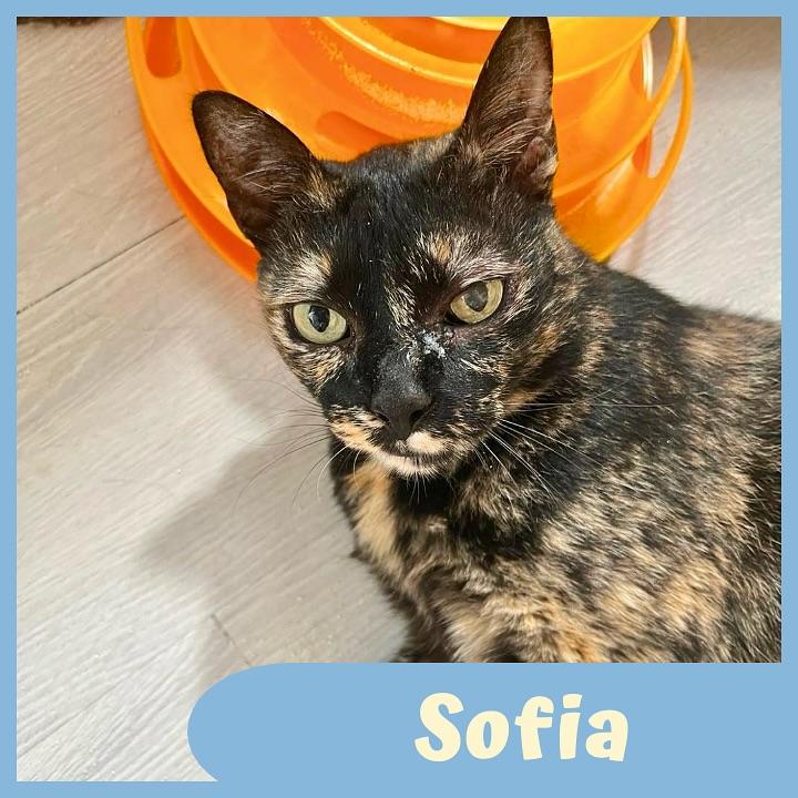 Sofia