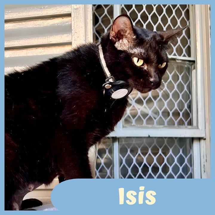 Isis