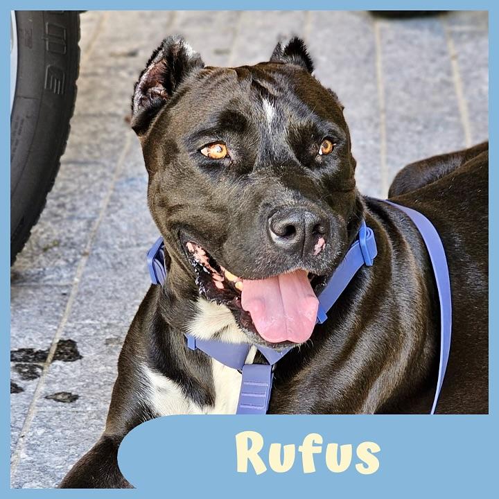 Rufus